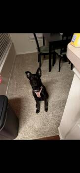 Sabina -  German Shepherd Dog Dog for Adoption in Garland, Texas - Sabina | PetCurious