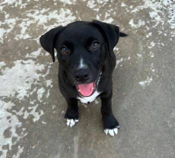 Benny -  Mixed Breed Dog for Adoption in Hamden, Connecticut - Benny | PetCurious