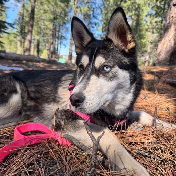 Mixed Breed Dogs Available for Adoption in Truckee, California - Lupine | PetCurious