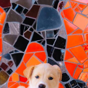 Spain Pup - Granada -  Golden Retriever and Labrador Retriever Dog for Adoption in San Diego, California - Spain Pup - Granada | PetCurious