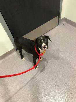 Roxy -  Pit Bull Terrier Dog for Adoption in Benton, Arkansas - Roxy | PetCurious
