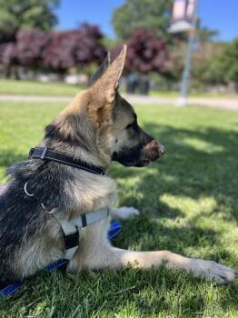 Jerry Lee -  German Shepherd Dog Dog Available for Adoption in Fulton, California - Jerry Lee | PetCurious