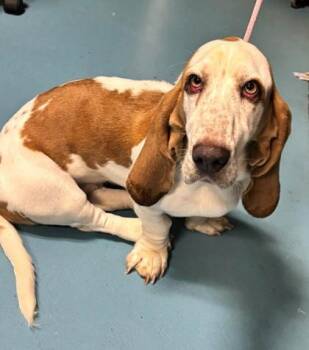 Brenda -  Basset Hound Dog for Adoption in Hobart, Indiana - Brenda | PetCurious