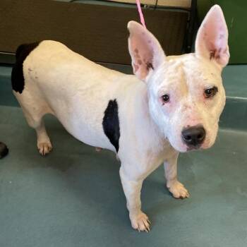 Taco -  Mixed Breed Dog for Adoption in Memphis, Tennessee - Taco | PetCurious