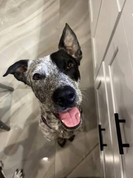 Cattle Dog Dogs Available for Adoption in Tallahassee, Florida - Kinder | PetCurious