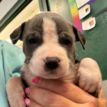 BRAZ-Stray-138596_2 -  Mixed Breed Dog for Adoption in Lake Jackson, Texas - BRAZ-Stray-138596_2 | PetCurious