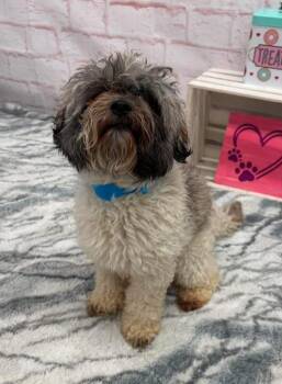 Bernie -  Bichon Frise and Poodle Dog for Adoption - Bernie | PetCurious