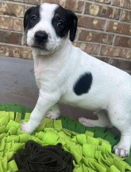 Rescue Border Collie and Labrador Retriever Dogs for Adoption in Kiowa, Oklahoma - Wyatt Earp | PetCurious