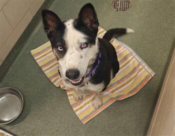 A175769 -  Mixed Breed Dog for Adoption in Santa Fe, New Mexico - A175769 | PetCurious