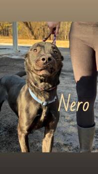 Mixed Breed Dogs Available for Adoption - Nero | PetCurious