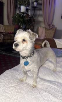 Shih Tzu Dogs Available for Adoption - Halle | PetCurious