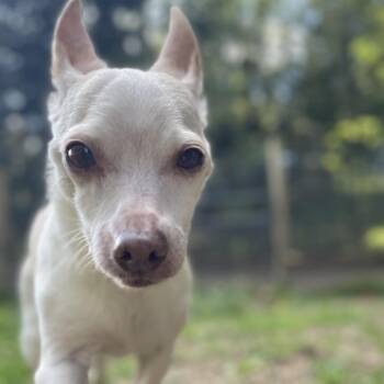 Chihuahua Dogs Available for Adoption in Graham, Washington - TINKERBELL | PetCurious