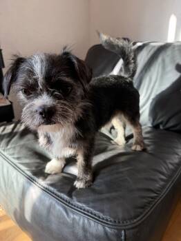 Buster -available for adoption -  French Bulldog and Maltese Dog for Adoption in Tustin, California - Buster -available For Adoption | PetCurious