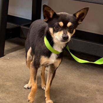 Peso -  Chihuahua Dog for Adoption in Tampa, Florida - Peso | PetCurious