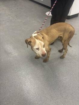 Pit Bull Terrier and Mixed Breed Dogs Available for Adoption - Parker | PetCurious