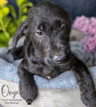 Onyx -  Mixed Breed Dog Available for Adoption in Corinth, Mississippi - Onyx | PetCurious
