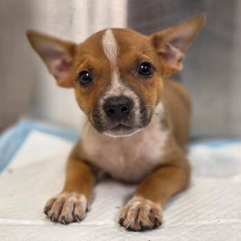 Wombat -  Mixed Breed Dog for Adoption in Sarasota, Florida - Wombat | PetCurious