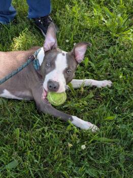 Forest -  Pit Bull Terrier Dog for Adoption in Chicago, Illinois - Forest | PetCurious