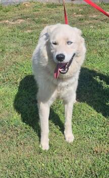 Thomas - Rehome -  Great Pyrenees and Husky Dog for Adoption in Monterey, Virginia - Thomas - Rehome | PetCurious