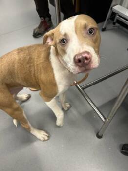 Rescue Mixed Breed Dogs for Adoption in West Chester, Pennsylvania - King | PetCurious