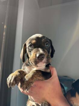 Rescue Hound Dogs for Adoption in Kalamazoo, Michigan - Balsam - In Foster | PetCurious