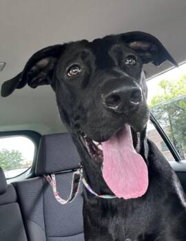 Jules -  Labrador Retriever Dog for Adoption in Hoffman Estates, Illinois - Jules | PetCurious