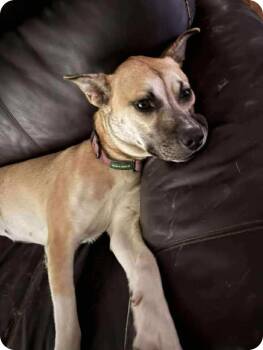 Rescue Shepherd and Mixed Breed Dogs for Adoption in Winnipeg, Manitoba - Lucinda | PetCurious