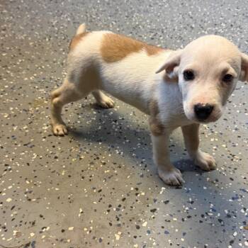 TUSC-Stray-85166 -  Pit Bull Terrier and Labrador Retriever Dog for Adoption in Tuscaloosa, Alabama - TUSC-Stray-85166 | PetCurious