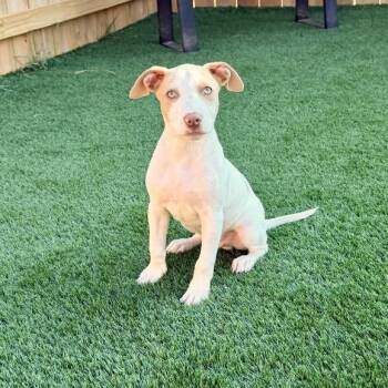 Carl -  Terrier Dog for Adoption in La Grange, Kentucky - Carl | PetCurious