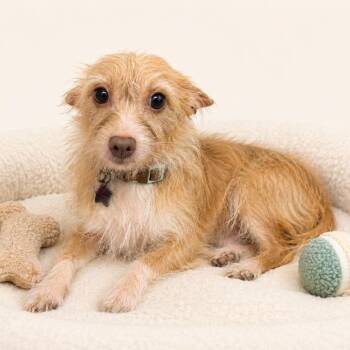 Sasha -  Terrier and Wirehaired Terrier Dog for Adoption in Redwood Falls, Minnesota - Sasha | PetCurious