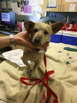 Dachshund and Mixed Breed Dogs Available for Adoption in Riverside, California - JACK | PetCurious