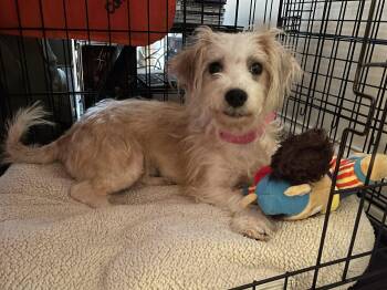 Squash -  Maltese Dog for Adoption - Squash | PetCurious