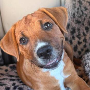 Jack -  Shepherd and Mixed Breed Dog for Adoption in Overland Park, Kansas - Jack | PetCurious