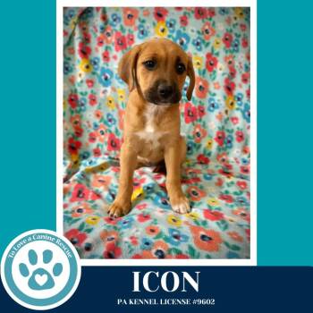 Hound Dogs Available for Adoption in Kimberton, Pennsylvania - Icon (Toolbox Pups) 042526 | PetCurious