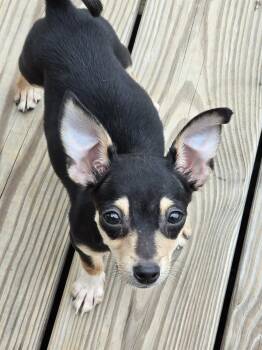 Lola -  Chihuahua Dog for Adoption in Sanford, North Carolina - Lola | PetCurious