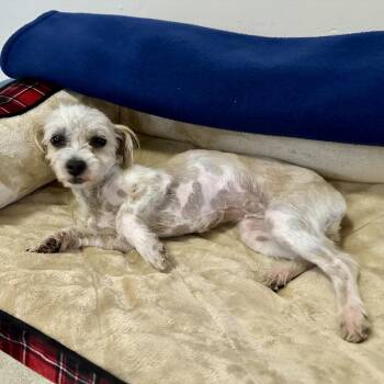 Terrier Dogs Available for Adoption - Nellie | PetCurious