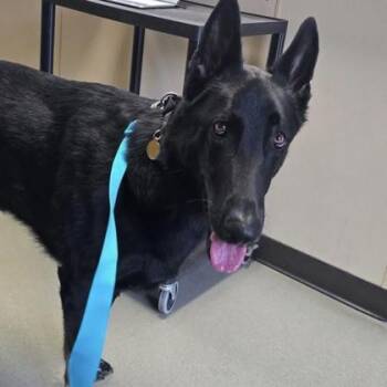 German Shepherd Dog and Mixed Breed Dogs Available for Adoption in Merriam, Kansas - Tony | PetCurious