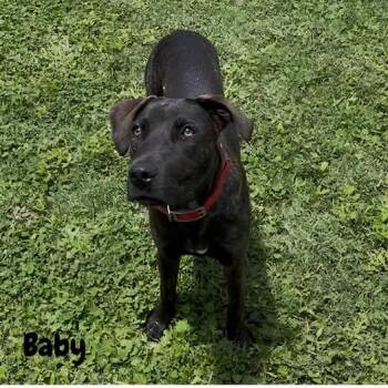 Baby -  Labrador Retriever Dog for Adoption in Shreveport, Louisiana - Baby | PetCurious