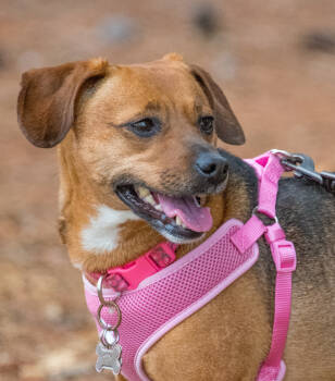 Rescue Chihuahua Dogs for Adoption in Marietta, Georgia - Kali | PetCurious