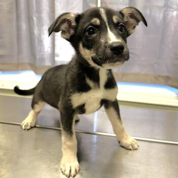 Rosie -  Mixed Breed Dog for Adoption in Warrensburg, Missouri - Rosie | PetCurious