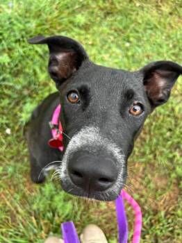 Muffin Tin -  Mixed Breed Dog for Adoption in Fort Collins, Colorado - Muffin Tin | PetCurious