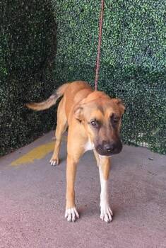 61658043 -  Shepherd and Mixed Breed Dog for Adoption in El Paso, Texas - 61658043 | PetCurious