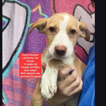 Labrador Retriever and Pointer Dogs Available for Adoption in Oviedo, Florida - Sewer Manatee | PetCurious
