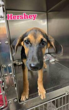 Hershey -  Black And Tan Coonhound and German Shepherd Dog Dog for Adoption in New Baltimore, Michigan - Hershey | PetCurious