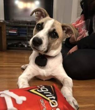 Marla Mars - Local pup -  Collie and Jack Russell Terrier Dog for Adoption in Andover, Massachusetts - Marla Mars - Local Pup | PetCurious