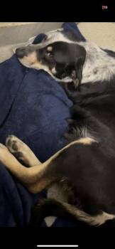 Australian Cattle Dog Blue Heeler Dogs Available for Adoption - Bailey | PetCurious