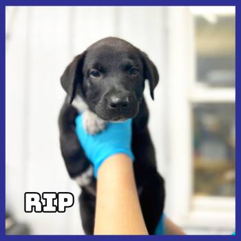 Rip -  Black Labrador Retriever Dog for Adoption in Glenwood, Minnesota - Rip | PetCurious