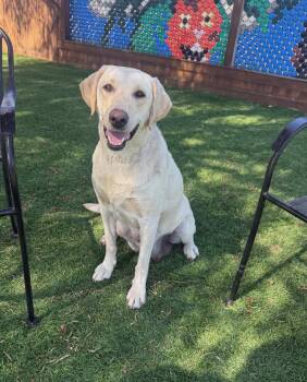 Labrador Retriever Dogs Available for Adoption in Temecula, California - Rosalie | PetCurious
