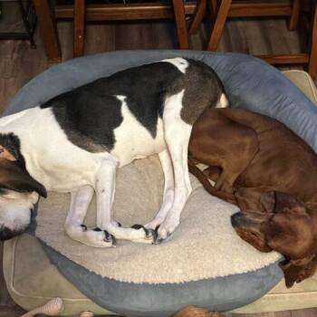Redbone Coonhound Dogs Available for Adoption in Clinton, New Jersey - Annie | PetCurious