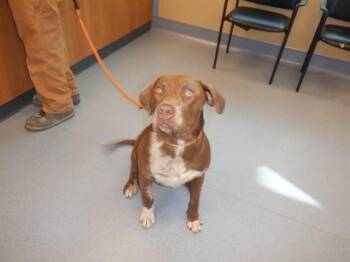 Pit Bull Terrier and Pointer Dogs Available for Adoption - JUDGE | PetCurious